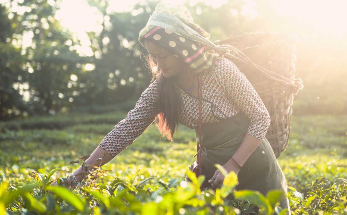 Reproductor femenino